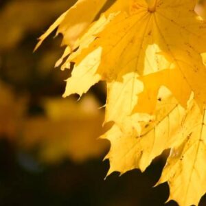 Schermafbeelding 2024 11 04 092305