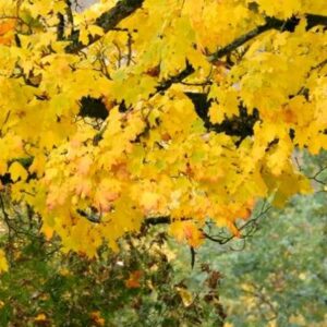 Schermafbeelding 2024 11 04 092332