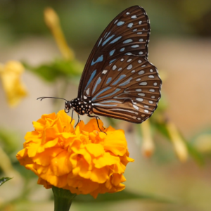 Schermafbeelding 2024 11 04 095659