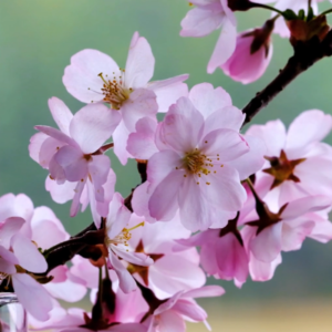 Schermafbeelding 2024 11 04 095711