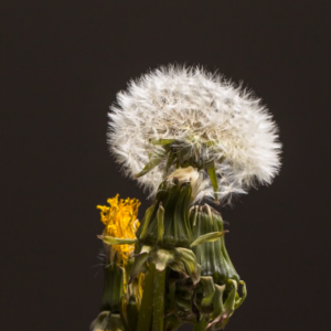 Schermafbeelding 2024 11 04 095755