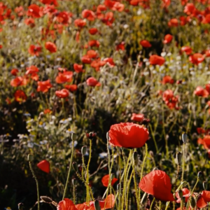 Schermafbeelding 2024 11 04 095809