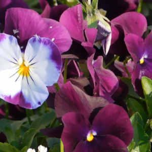 Schermafbeelding 2024 11 04 095903