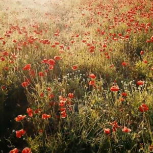 Schermafbeelding 2024 11 04 095934